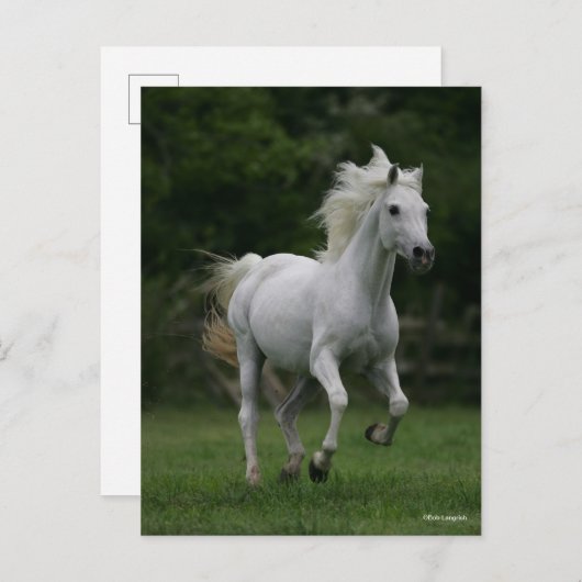 Bob Langrish | Gray Arab Running Briefkaart (Voorkant / Achterkant)