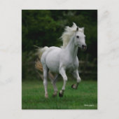 Bob Langrish | Gray Arab Running Briefkaart (Voorkant)