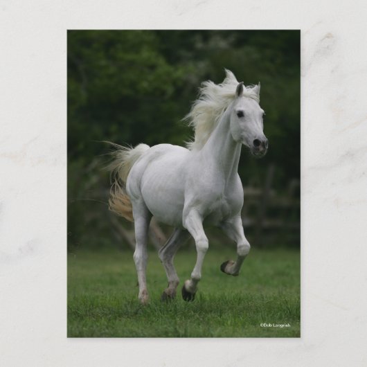 Bob Langrish | Gray Arab Running Briefkaart (Voorkant)