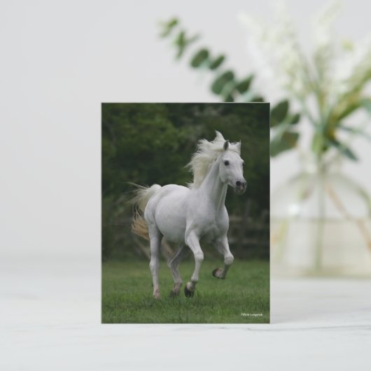 Bob Langrish | Gray Arab Running Briefkaart (Staand voorkant)