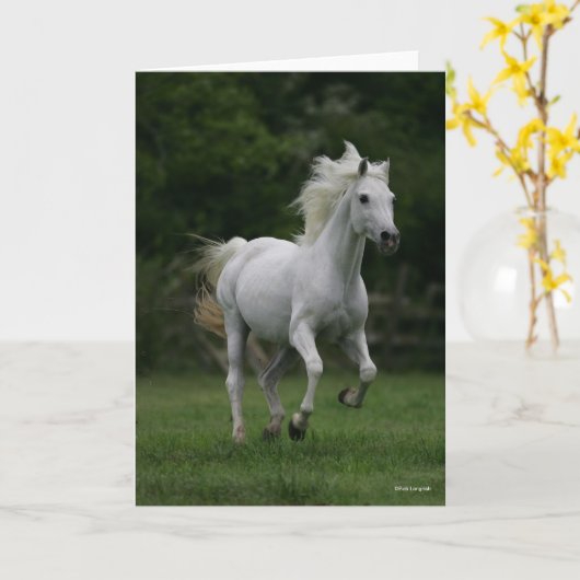 Bob Langrish | Gray Arab Running Kaart (Gele Bloem)