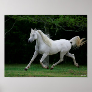 Bob Langrish   Gray Arab Running Poster