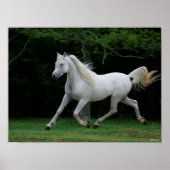 Bob Langrish | Gray Arab Running Poster (Voorkant)