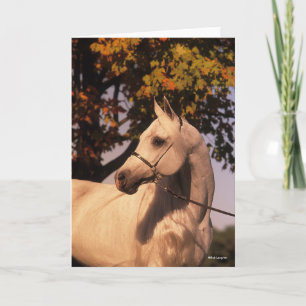 Bob Langrish   Gray Arab Stallion Headshot 4 Kaart