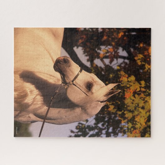 Bob Langrish | Gray Arab Stallion Headshot 4 Legpuzzel (Horizontaal)