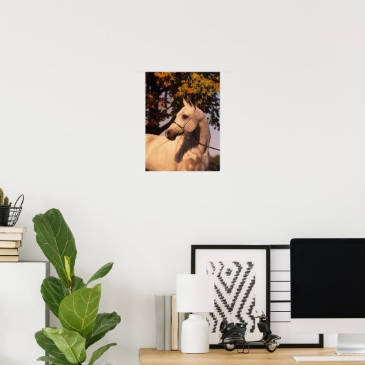 Bob Langrish | Gray Arab Stallion Headshot 4 Poster (Thuiskantoor)