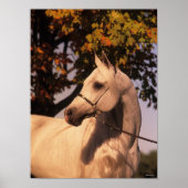 Bob Langrish | Gray Arab Stallion Headshot 4 Poster (Voorkant)