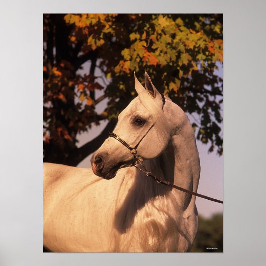 Bob Langrish | Gray Arab Stallion Headshot 4 Poster (Voorkant)