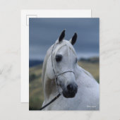Bob Langrish | Gray Arab Stallion Headshot Briefkaart (Voorkant / Achterkant)