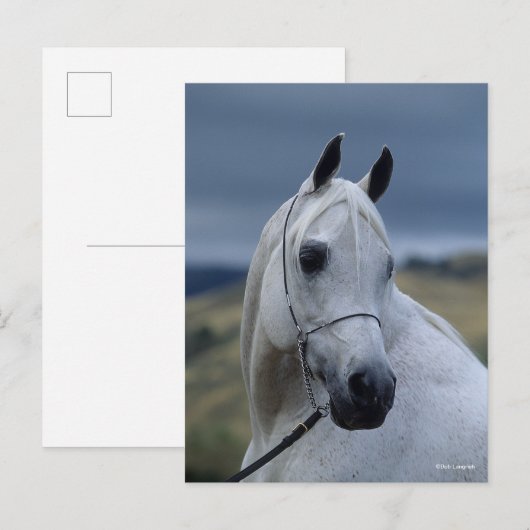 Bob Langrish | Gray Arab Stallion Headshot Briefkaart (Voorkant / Achterkant)