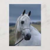 Bob Langrish | Gray Arab Stallion Headshot Briefkaart (Voorkant)
