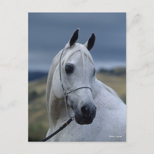 Bob Langrish | Gray Arab Stallion Headshot Briefkaart (Voorkant)