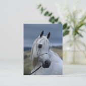 Bob Langrish | Gray Arab Stallion Headshot Briefkaart (Staand voorkant)