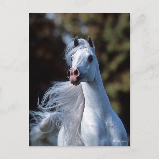Bob Langrish | Gray Arab Stallion Headshot Briefkaart (Voorkant)