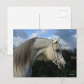 Bob Langrish | Gray Arab Stallion Headshot Briefkaart (Voorkant / Achterkant)