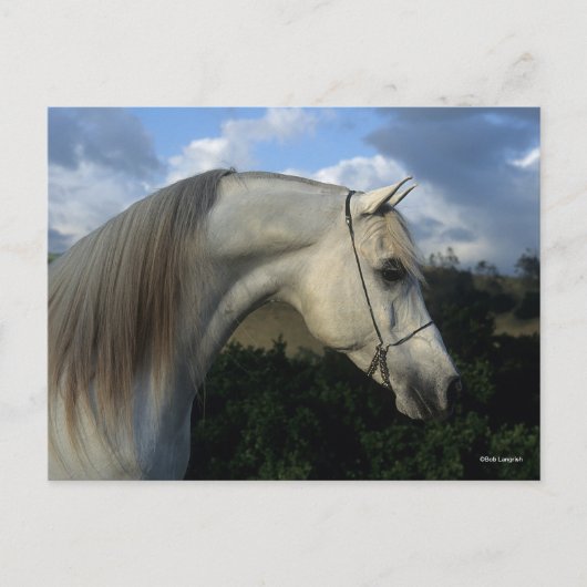 Bob Langrish | Gray Arab Stallion Headshot Briefkaart (Voorkant)