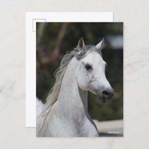 Bob Langrish Gray Arab Stallion Headshot Briefkaart