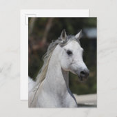 Bob Langrish | Gray Arab Stallion Headshot Briefkaart (Voorkant / Achterkant)