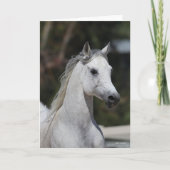 Bob Langrish | Gray Arab Stallion Headshot Kaart (Voorkant)