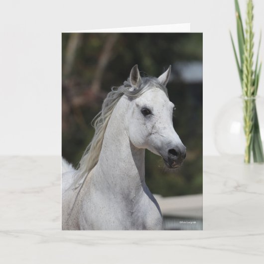Bob Langrish | Gray Arab Stallion Headshot Kaart (Voorkant)