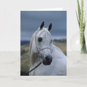 Bob Langrish | Gray Arab Stallion Headshot Kaart (Voorkant)