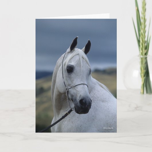 Bob Langrish | Gray Arab Stallion Headshot Kaart (Voorkant)