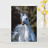 Bob Langrish | Gray Arab Stallion Headshot Kaart (Gele Bloem)