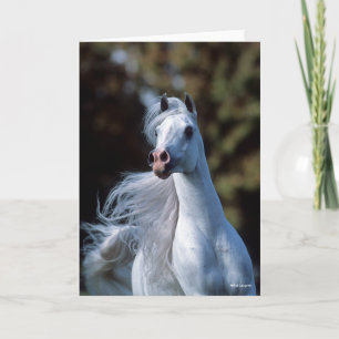 Bob Langrish   Gray Arab Stallion Headshot Kaart