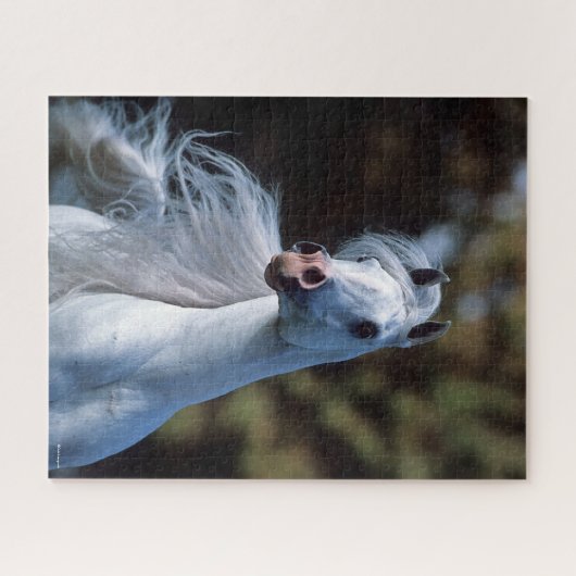 Bob Langrish | Gray Arab Stallion Headshot Legpuzzel (Horizontaal)