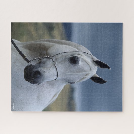 Bob Langrish | Gray Arab Stallion Headshot Legpuzzel (Horizontaal)