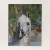 Bob Langrish | Gray Arab Stallion Headshot Legpuzzel (Verticaal)