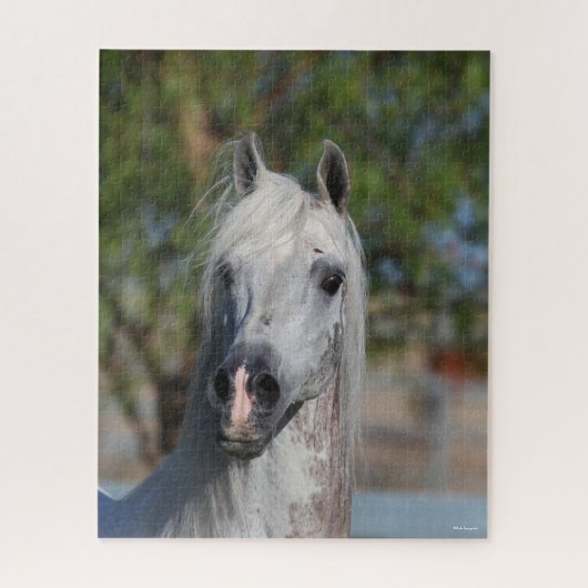Bob Langrish | Gray Arab Stallion Headshot Legpuzzel (Verticaal)