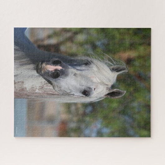 Bob Langrish | Gray Arab Stallion Headshot Legpuzzel (Horizontaal)