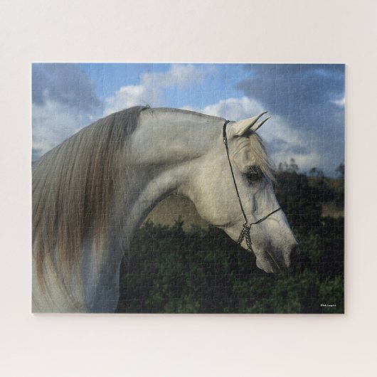 Bob Langrish | Gray Arab Stallion Headshot Legpuzzel (Horizontaal)