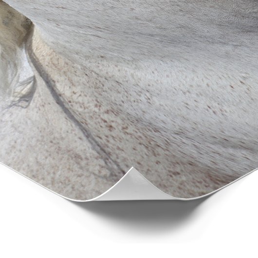 Bob Langrish | Gray Arab Stallion Headshot Poster (Hoek)