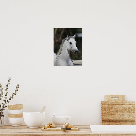 Bob Langrish | Gray Arab Stallion Headshot Poster (Keuken)