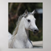 Bob Langrish | Gray Arab Stallion Headshot Poster (Voorkant)