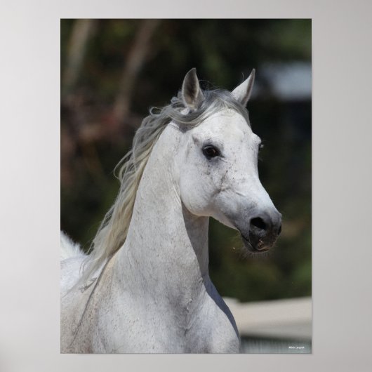Bob Langrish | Gray Arab Stallion Headshot Poster (Voorkant)