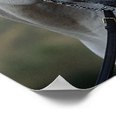 Bob Langrish | Gray Arab Stallion Headshot Poster (Hoek)