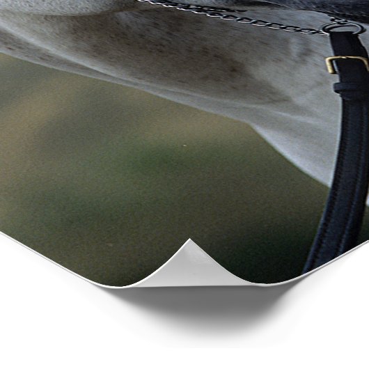 Bob Langrish | Gray Arab Stallion Headshot Poster (Hoek)