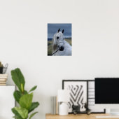 Bob Langrish | Gray Arab Stallion Headshot Poster (Thuiskantoor)