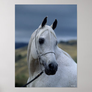 Bob Langrish   Gray Arab Stallion Headshot Poster