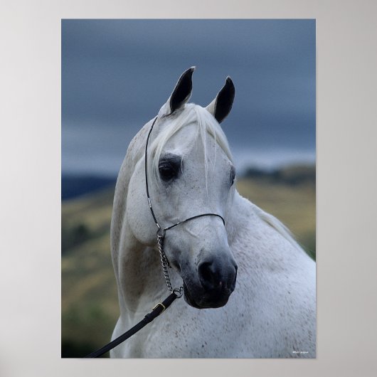 Bob Langrish | Gray Arab Stallion Headshot Poster (Voorkant)