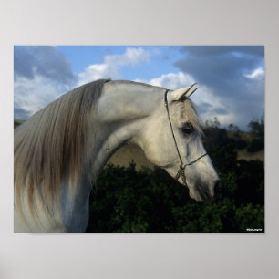 Bob Langrish   Gray Arab Stallion Headshot Poster