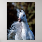 Bob Langrish | Gray Arab Stallion Headshot Poster (Voorkant)