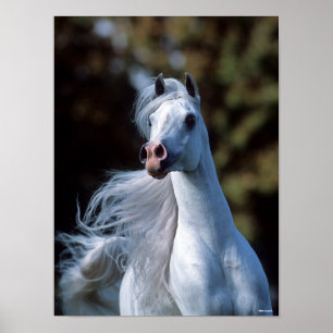Bob Langrish   Gray Arab Stallion Headshot Poster