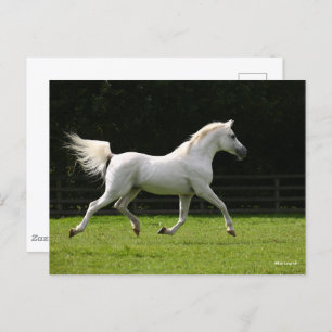 Bob Langrish   Gray Arab Stallion Runing Briefkaart