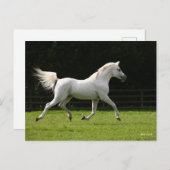 Bob Langrish | Gray Arab Stallion Runing Briefkaart (Voorkant / Achterkant)