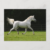 Bob Langrish | Gray Arab Stallion Runing Briefkaart (Voorkant)