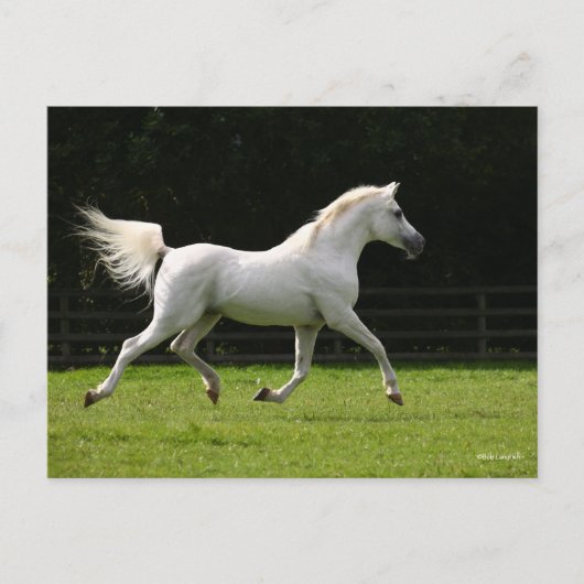 Bob Langrish | Gray Arab Stallion Runing Briefkaart (Voorkant)